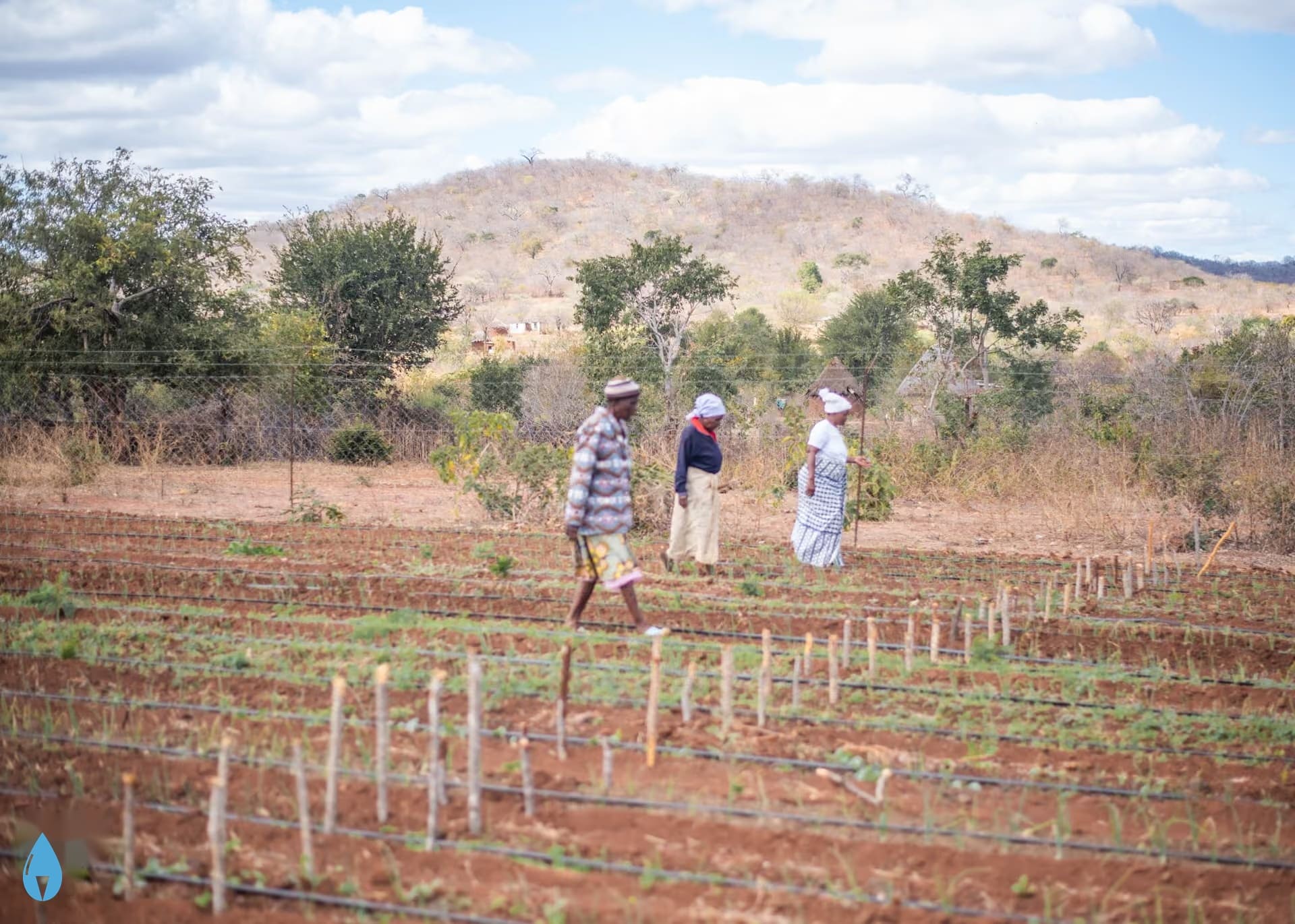 Farm workers in a drip irrigated field