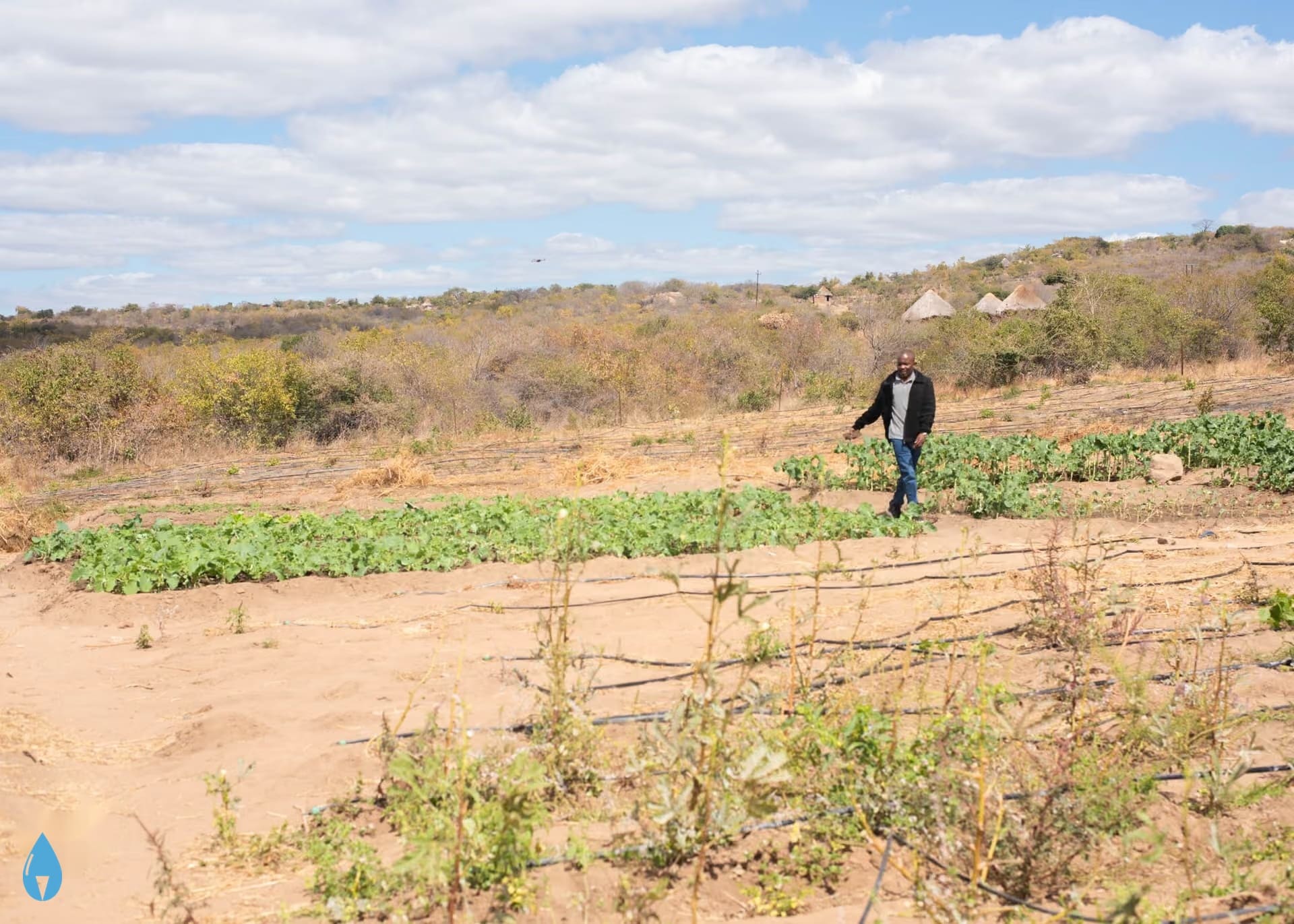 Farmers cultivating drip irrigated crops