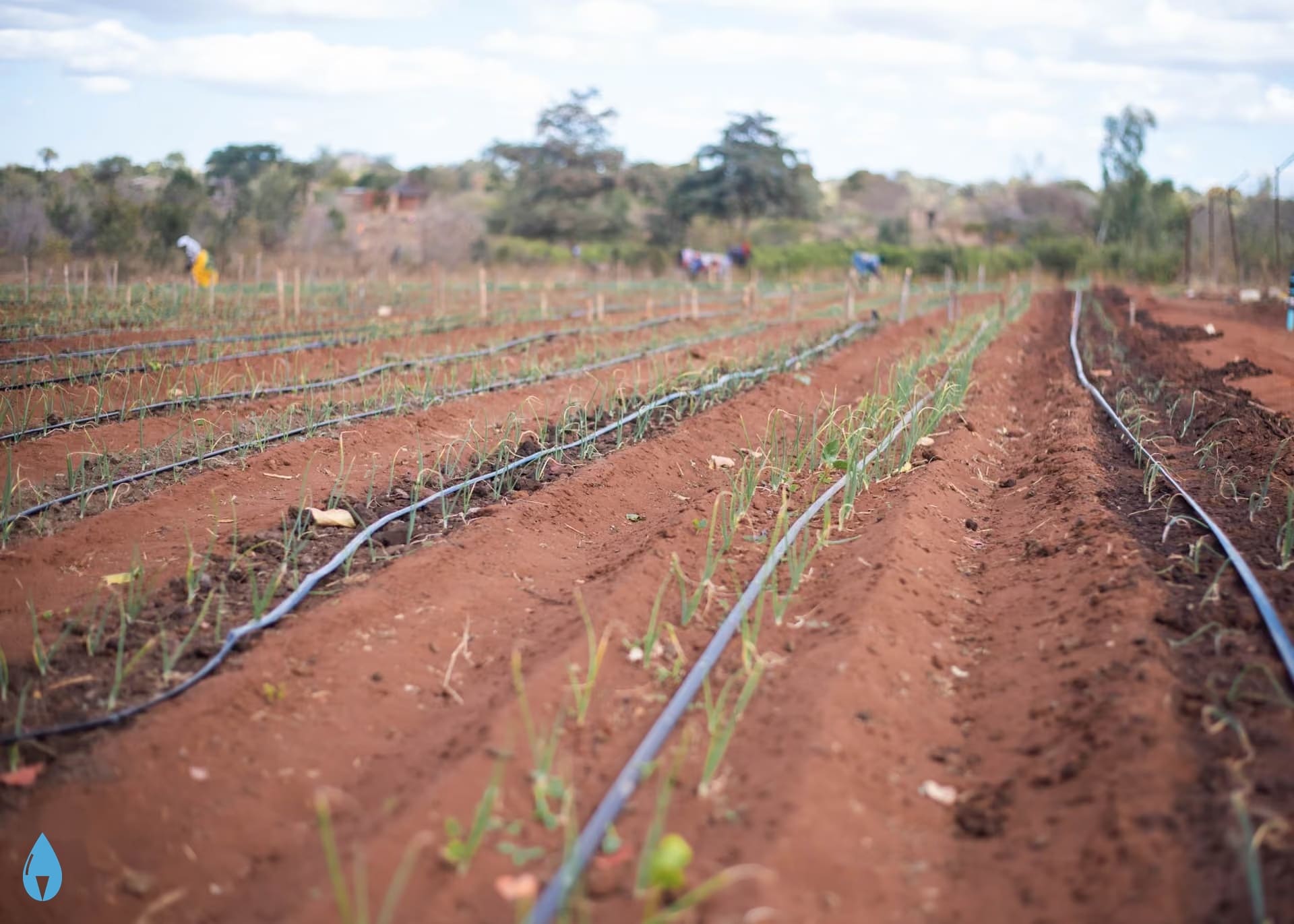 Young crops under drip irrigation